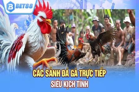 Chơi ở 88 online casino: Coi đá gà trực tiếp casino siêu mượt